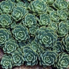 Rosularia (sedum) pachyclados