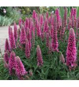 Veronica spicata 'Heidekind'