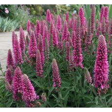 Veronica spicata 'Heidekind'