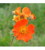 Geum coccineum 'Cooky'