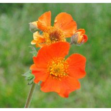 Geum coccineum 'Cooky'