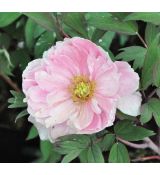 Paeonia suffruticosa ''Pale Pink'