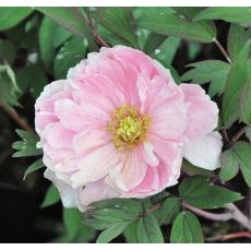 Paeonia suffruticosa ''Pale Pink'