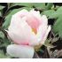 Paeonia suffruticosa ''Pale Pink'