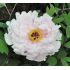 Paeonia suffruticosa ''Pale Pink'