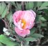Paeonia suffruticosa ''Pale Pink'