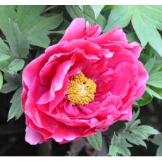 Paeonia suffruticosa 'Dark pink'