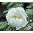 Paeonia suffruticosa White