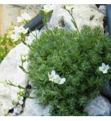 Arabis androsacea