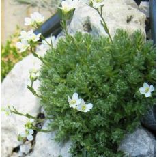 Arabis androsacea