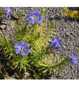 Gentiana paradoxa