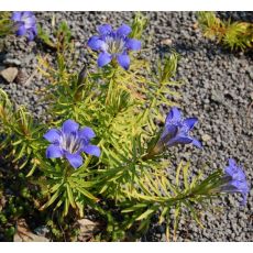 Gentiana paradoxa