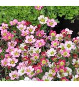 Saxifraga x arendsii 'Pink' 1L / Lomikameň arendsov ružový