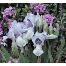 Iris 'Blue denim'