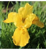 Iris 'Gleaming Gold'