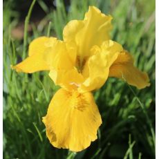 Iris 'Gleaming Gold'