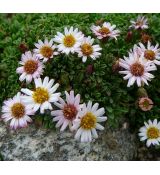 Erigeron scopulinus