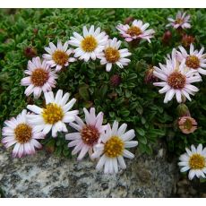 Erigeron scopulinus