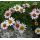 Erigeron scopulinus