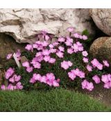 Dianthus wherii