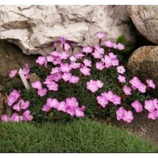 Dianthus wherii