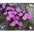 Dianthus alpinus