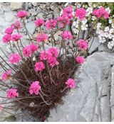 Armeria maritima 'Vesuv'