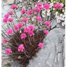 Armeria maritima 'Vesuv'