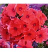 Phlox paniculata 'Adessa Orange' 1l