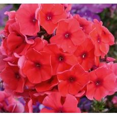 Phlox paniculata 'Adessa Orange' 1l