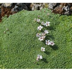 Gypsophila aretioides