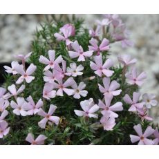 Phlox 'Bořanovice'