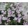 Phlox 'Bořanovice'
