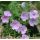 Phlox 'Dolní pěna'