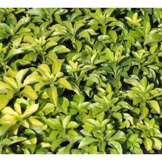 Pachysandra terminalis 'Green Carpet'