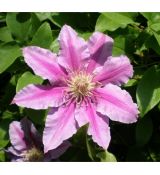 Clematis Dr. Ruppel