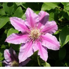 Clematis Dr. Ruppel