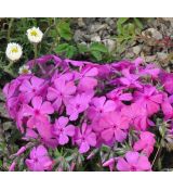 Phlox subulata 'Mc Daniel's Cushion'