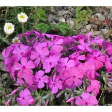 Phlox subulata 'Mc Daniel's Cushion'