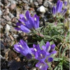 Edraianthus horvatii