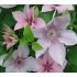 Clematis 'Jan Pawel II' 2l