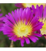 Delosperma 'Hot pink wonder'