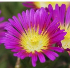 Delosperma 'Hot pink wonder'