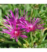 Delosperma cooperi