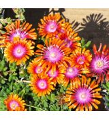 Delosperma 'Fire spinner'