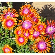 Delosperma 'Fire spinner'