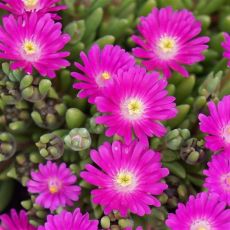 Delosperma 'Opal'