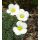 Saxifraga 'Cleo'
