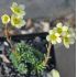 Saxifraga 'Karlštejn'