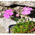 Dianthus alpinus